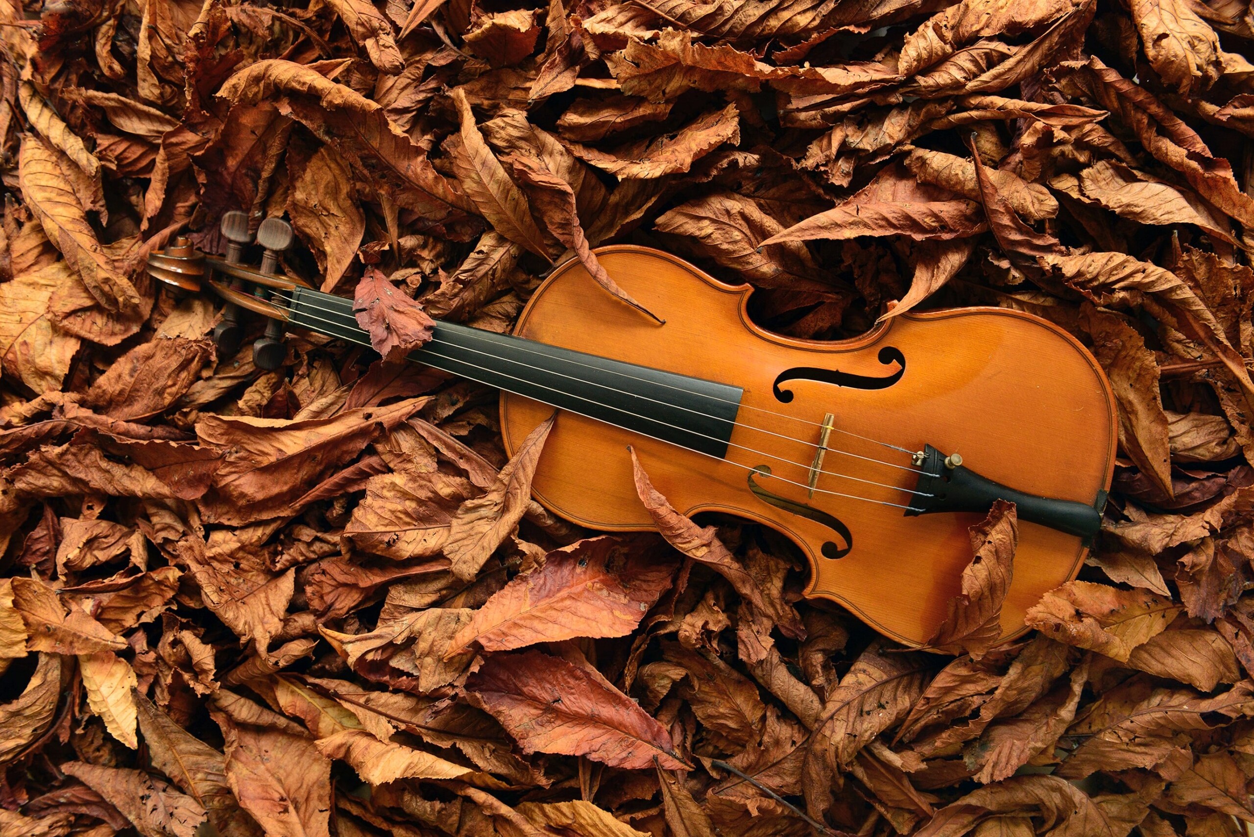 violino d'autunno